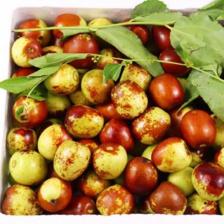 بررسی تخصصی قیمت میوه عناب سبز